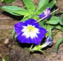 glockenblume.jpg