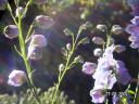 pict0029.JPG