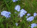 pict0181_bildgrose-andern.JPG