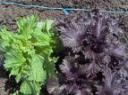 shiso.jpg