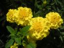 pict0388.JPG