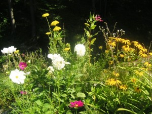 Biogarten