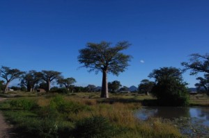 Baobab tree malawi