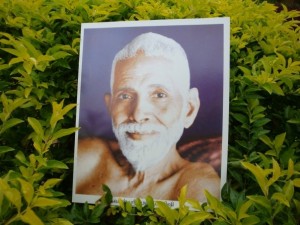 ramana maharshi herbal medicine