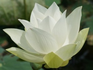 white lotos