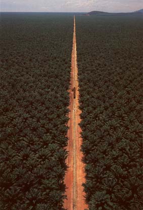 Palm oil plantation. Stuart Franklin, National Geographic.