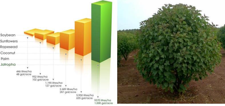jatropha