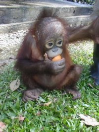 orang utan