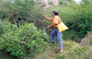 In search of rare herbs - at the deep interior forests of western ghats..